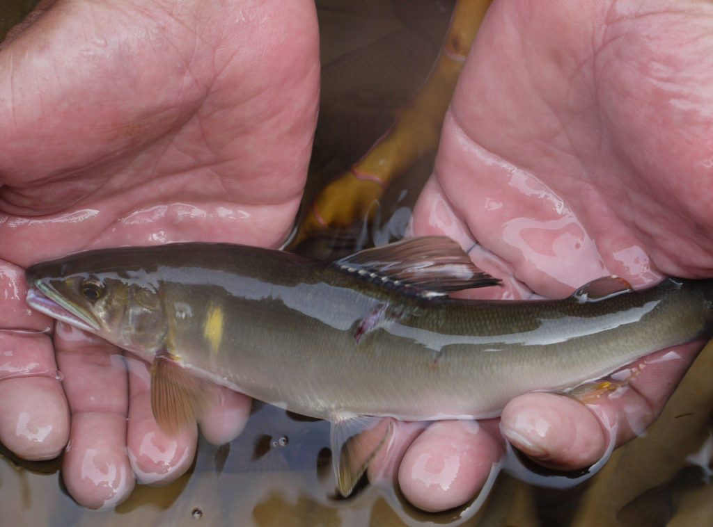 鮎 郡上の天然鮎をおうちでも楽しめます！│郡上八幡から30分！せせらぎ